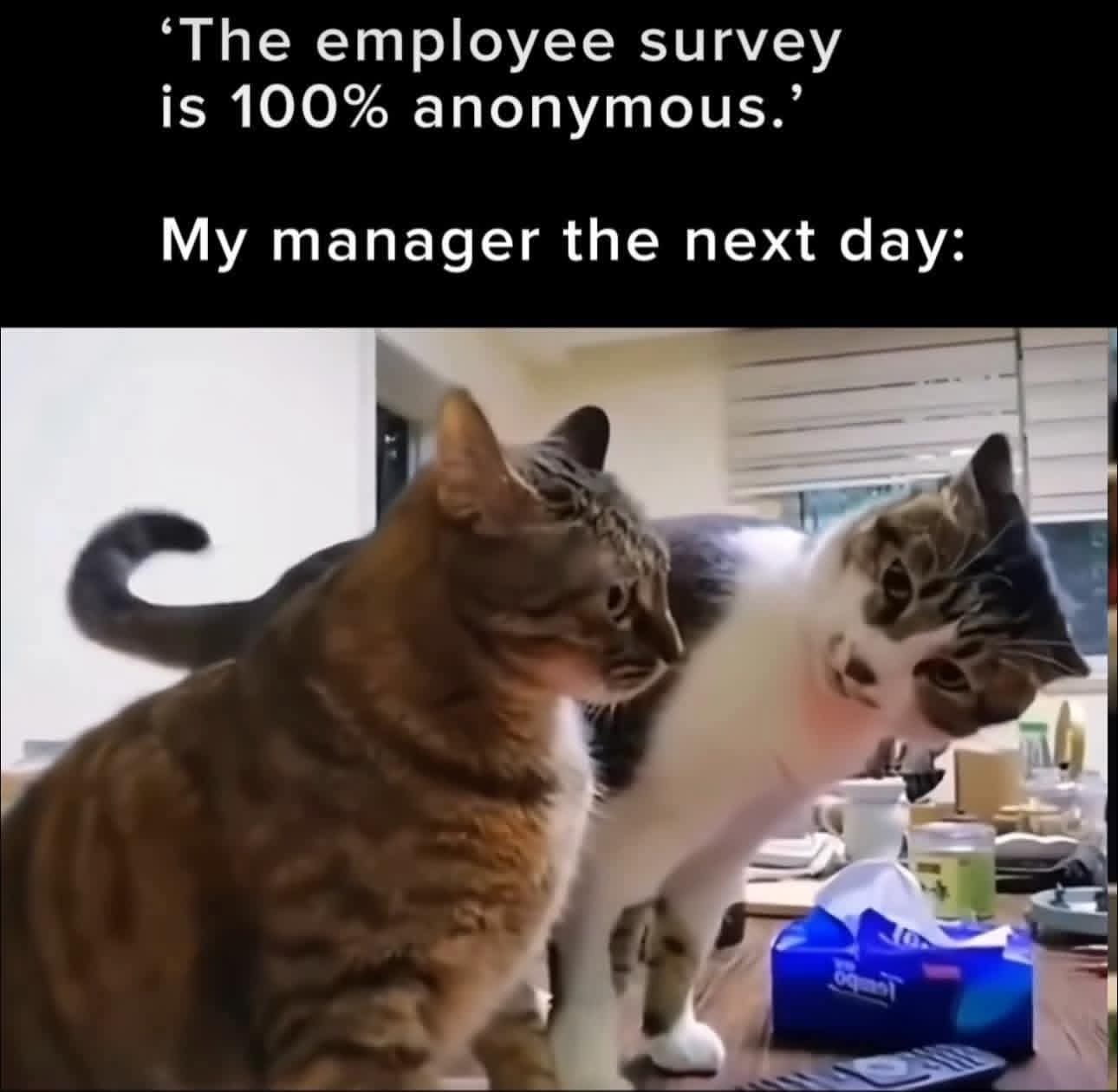 employee - pracownik, zatrudniony, zatrudniona