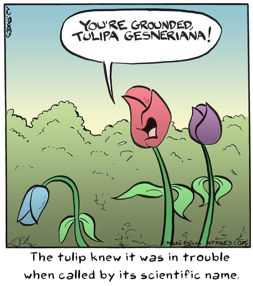 tulip